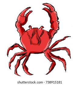 vector, coloured, sketch, hand drawn image of crab