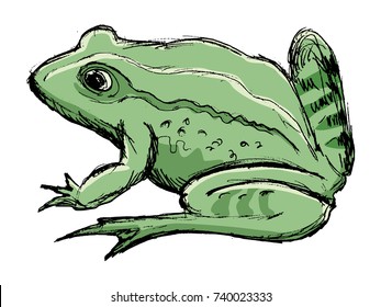 vector, coloured, sketch, hand drawn image of toad