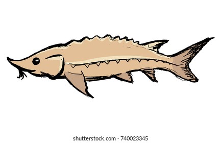 vector, coloured, sketch, hand drawn image of sturgeon