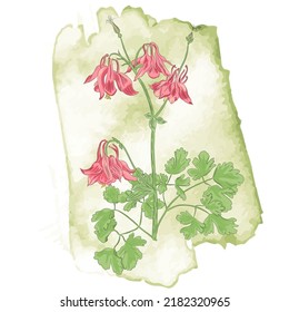Vector with Columbine flower and Watercolor Spots