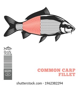 Vector common carp fish illustration with fillet part