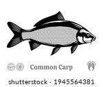 Vector common carp illustration isolated on a white background