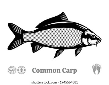 Vector common carp illustration isolated on a white background