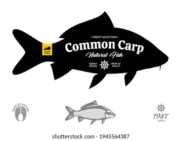 Vector common carp illustration isolated on a white background