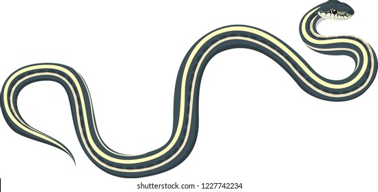 vector Common garter snake