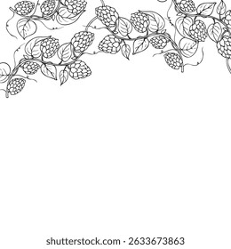 Vector common hop frame, logo, template. Graphic ink, eco, organic Humulus lupulus branch with leaves and cones illustration isolated on background. Hand drawn line sketch. For designers, prints, logo
