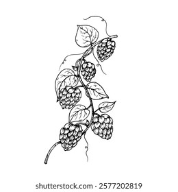 Vector common hop. Graphic ink, eco, organic Humulus lupulus branch with leaves and cones illustration isolated on background. Hand drawn line sketch. For designers, prints, logo, menu, postcards