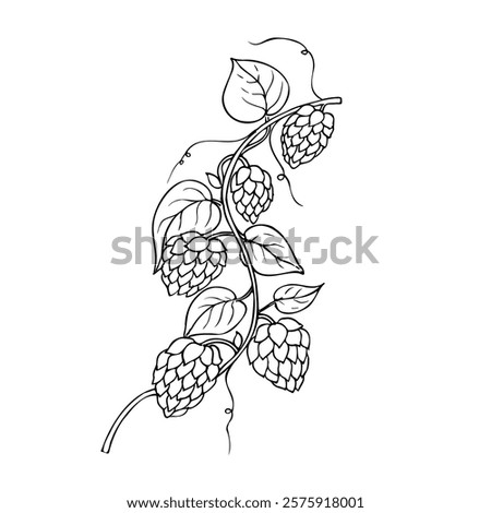 Vector common hop. Graphic ink, eco, organic Humulus lupulus branch with leaves and cones illustration isolated on background. Hand drawn line sketch. For designers, prints, logo, menu, postcards