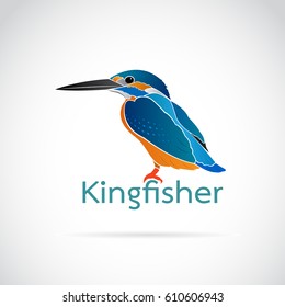 Vector of Common kingfisher (Alcedo atthis) on white background. Bird Design.