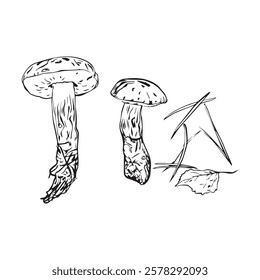 Vector composition of autumn mushrooms, leaves and pine needles, hand drawn with a liner. Set for your design