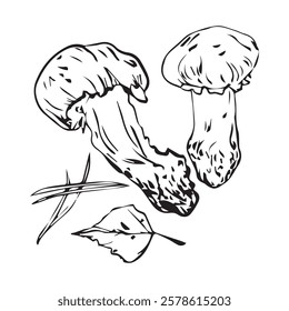 Vector composition of autumn mushrooms, leaves and pine needles, hand drawn with a liner. Set for your design