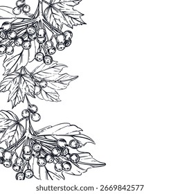 Composición de Vector de bayas y hojas de viburnum, todos los objetos dibujados a mano con tinta. La ilustración es adecuada para imprimir en tela, papel, para etiquetas y vajilla. Ilustración vectorial
