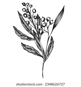 Vector composition of branch with berries. ink hand drawing wild plants and herbs, monochrome artistic botanical illustration for backgrounds. Temlate for wedding cards and polygraphy, logo, tattoo