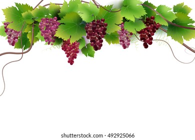 vector composition of grapes and vines isolated on white background