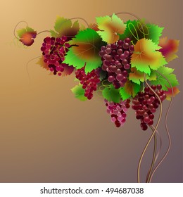 vector composition of grapes and vines. a wine festival.harvesting, wine festival, wine tasting, Autumn