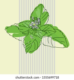 Vector composition Green Mint Leaves with Flower on a background of gray cocktail tubes
