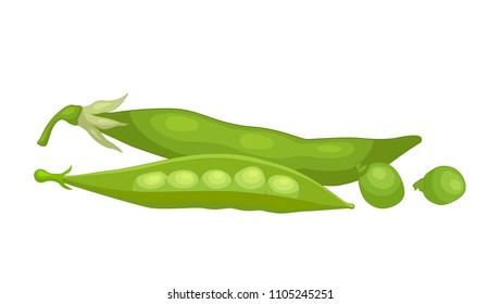Vector composition with green peas isolated on white background. Still life.
