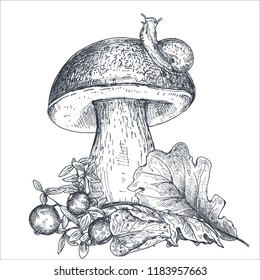 Vector composition of hand drawn forest mushroom with fall leaves, snail, cranberry. Beautiful autumn illustration in sketch style for coloring book