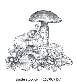 Vector composition of hand drawn forest mushrooms with fall leaves, snail, cranberry, blueberry. Beautiful autumn illustration in sketch style for coloring book.