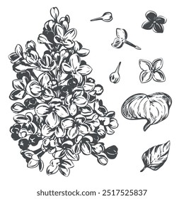 Vector composition of lilac flowers in engraving technique. Linear sketch in black ink. Botanical illustration of spring flowers.