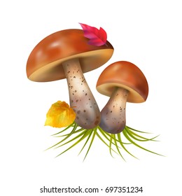 Vector composition with mushrooms on a white background