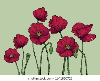 Vector composition with outline red Poppy flower and green leaves isolated on background