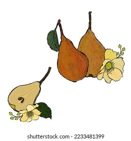 vector composition, pears, flowers and leaves on a white background