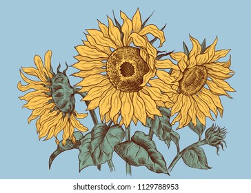 Vector composition with three sunflowers.Hand drawn  illustration. Floral template.
