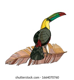 Vector composition of toucan and palm branches. Hand drawing coloring book for children and adults. Beautiful drawings. art print for travel and leisure, fashion, spa and wellness, weddings