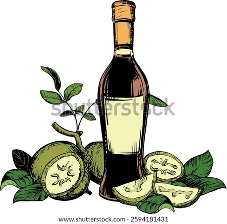Vector composition of walnut in color engraving technique. Unripe walnut seeds whole and halves, leaves and branches lie on the table. Bottle fof Nocino liqueur. Linear ink sketch.