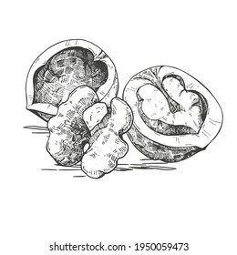 Vector composition with walnuts on a white background. Hand-drawn sketch engraving style. Vintage illustration for the design of advertising, menus, recipes, packaging, printing. Ink and pen drawing