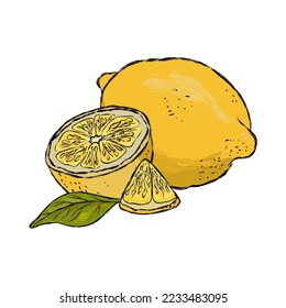 vector composition, yellow lemon and lemon slices on a white background