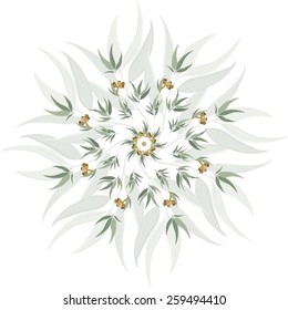Vector concentric circular pattern of eucalyptus leaves and seeds, mandala style. All elements are on separate layers, named and grouped.