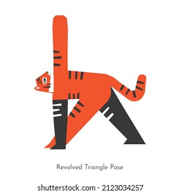 Vector concept with animal cartoon character learning twist yoga practice - Utthita Trikonasana. South China tiger does Revolved Triangle Pose. Flat illustration of strengthening sport exercise