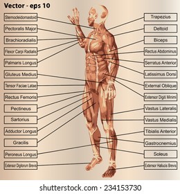 Concepto vectorial o anatomía humana 3D conceptual y texto muscular sobre fondo de cosecha beige, metáfora al cuerpo, tendón, columna vertebral, ajuste, constructor, fuerte, biológico, sin piel, forma, postura, salud médica