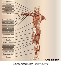 Vektor-Konzept oder konzeptioneller 3D-Anatomie und Muskeltext auf beigem Vintage-Hintergrund, Metapher für Körper, Sehne, Wirbelsäule, fit, Bauer, stark, biologisch, hautlos, Form, Haltung, medizinisch