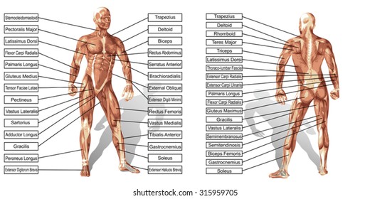 Human Musculature Images, Stock Photos & Vectors | Shutterstock