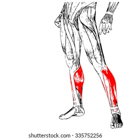 Vector concept or conceptual 3D human lower leg anatomy or anatomical and muscle isolated on white background