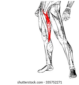 Conceito vetorial ou anatomia da perna humana 3D conceitual ou anatômica e muscular isolada sobre fundo branco