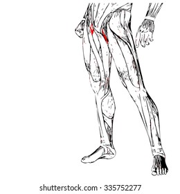Conceito vetorial ou anatomia da perna humana 3D conceitual ou anatômica e muscular isolada sobre fundo branco
