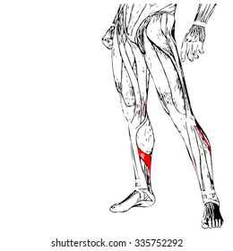 Vector concept or conceptual 3D human lower leg anatomy or anatomical and muscle isolated on white background