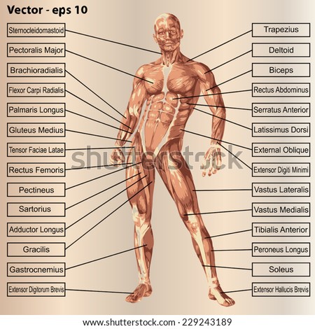 Vector concept or conceptual 3D human anatomy and muscle text on beige vintage background, metaphor to body, tendon, spine, fit, builder, strong, biological, skinless, shape, posture, health medical