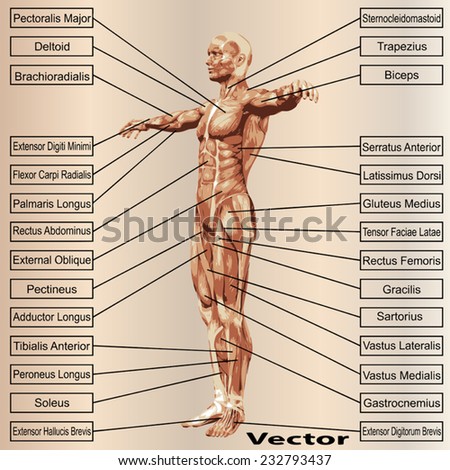 Vector concept or conceptual 3D human anatomy and muscle text on beige vintage background, metaphor to body, tendon, spine, fit, builder, strong, biological, skinless, shape, posture, health medical 