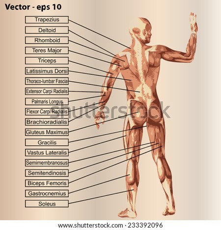 Vector concept or conceptual 3D human anatomy and muscle text on beige vintage background, metaphor to body, tendon, spine, fit, builder, strong, biological, skinless, shape, posture, health medical