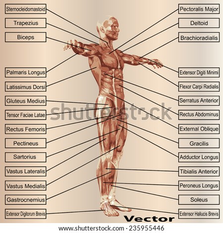 Vector concept or conceptual 3D human anatomy and muscle text on beige vintage background, metaphor to body, tendon, spine, fit, builder, strong, biological, skinless, shape, posture, health medical