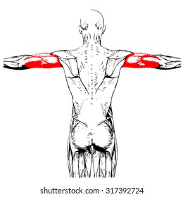 Concepto vectorial o triceps conceptuales 3D anatomía humana o anatómico y músculo aislados en fondo blanco para cuerpo, tendón, columna vertebral, ajuste, abs, fuerte, biológico, gimnasia, vector, salud médica