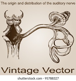 Vector concept or conceptual anatomy or anatomical old vintage sketch drawing of a human auditory nerve inside the ear design after Practical And Surgical Anatomy by Erasmus Wilson, Philadelphia,1851