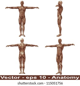 Vektorkonzept oder konzeptioneller 3D-Anatomie für Mensch oder Mensch mit Muskel einzeln auf weißem Hintergrund eine Metapher für Medizin, Sport, männlich, muskulär, medizinisch, gesundheitlich, biologisch oder fitness-Gruppe, Sammlung oder Set