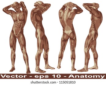 Concepto vectorial o cuerpo conceptual de anatomía 3D humana o humana con músculo aislado en el fondo blanco una metáfora a la medicina, deporte, masculino, muscular, médico, sanitario, biología o grupo de fitness, colección o conjunto