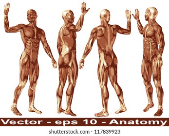 Concepto vectorial o cuerpo conceptual de anatomía 3D humana o humana con músculo aislado en el fondo blanco una metáfora a la medicina, deporte, masculino, muscular, médico, sanitario, biología o grupo de fitness, colección o conjunto